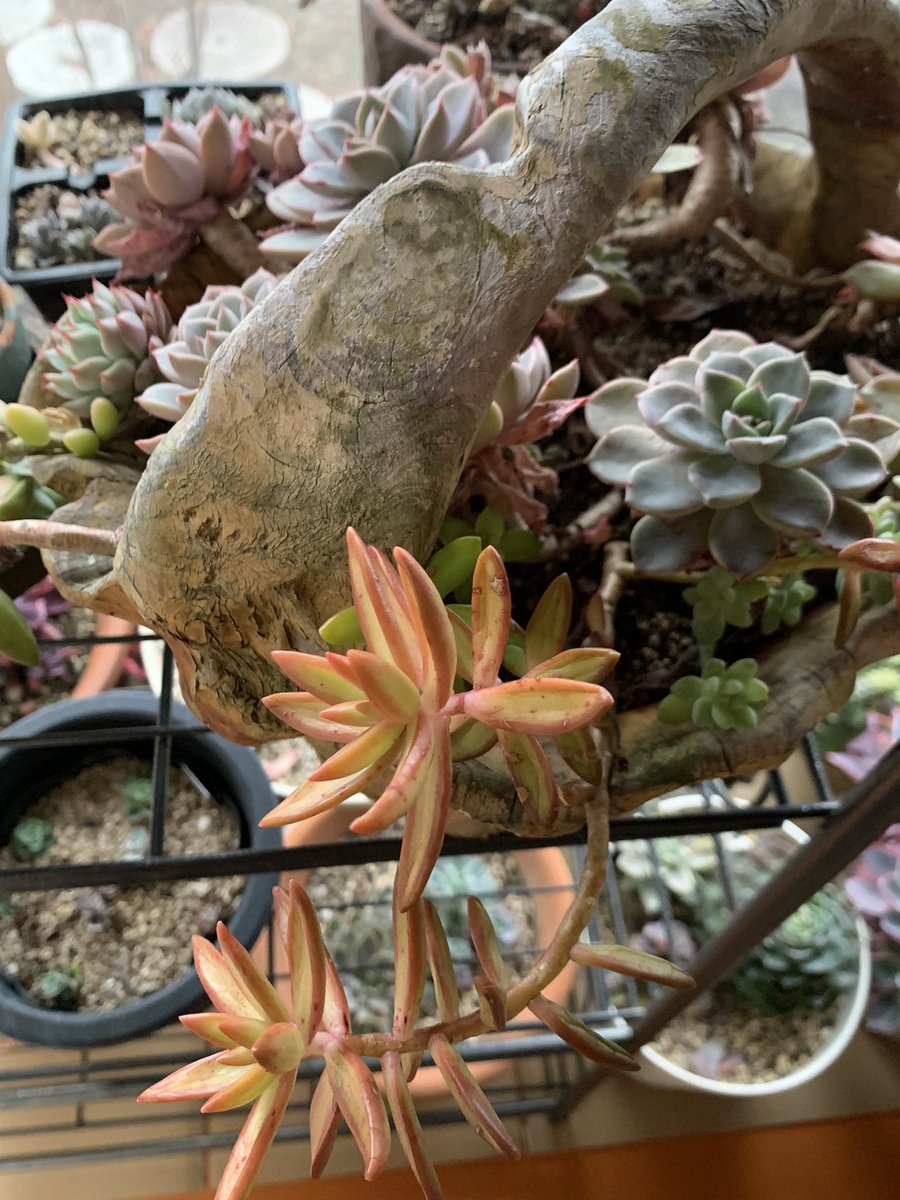 mikey82986196's tweet image. 子沢山に😊
今年は解体しようかな🤔

#多肉植物  #다육식물  #エケベリア #Echeveria #succulents  #sedum #多肉好き  #多肉寄せ植え #ロゼット  #カリアリ