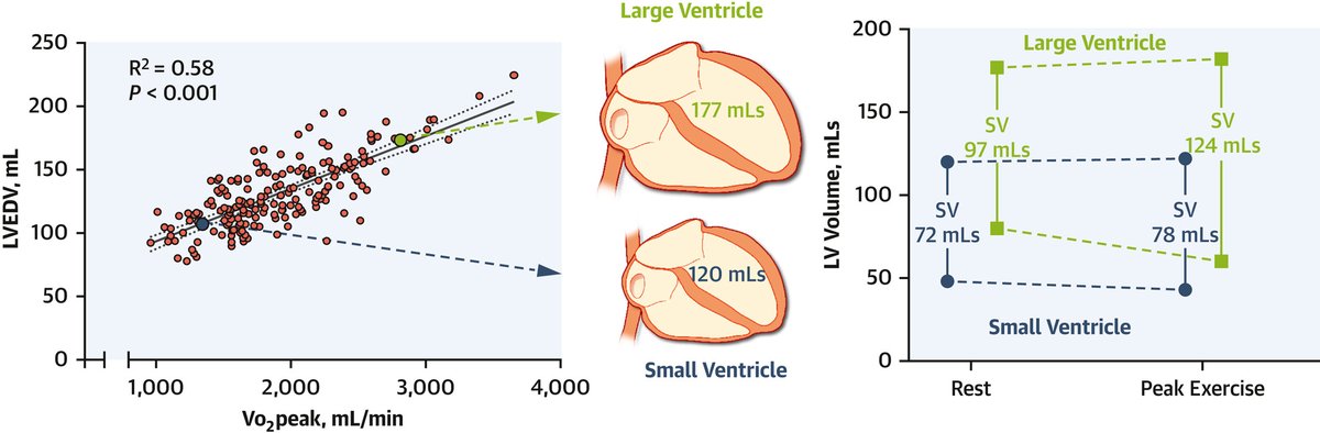Steve Foulkes (@s_foulkesaep) on Twitter photo <a href="/JACCJournals/">JACC Journals</a> What if you have too little of a good thing? ❤ In 185 middle-aged #women ↓ 🫀 size strongly related to ↓#fitness and ↓cardiac augmentation during ex🚴♀️ Could this link midlife #exercise deficiency to ex intolerance and #HFpEF w/older age?sciencedirect.com/science/articl… <a href="/JACCJournals/">JACC Journals</a> What if you have too little of a good thing? ❤ In 185 middle-aged #women ↓ 🫀 size strongly related to ↓#fitness and ↓cardiac augmentation during ex🚴♀️ Could this link midlife #exercise deficiency to ex intolerance and #HFpEF w/older age?sciencedirect.com/science/articl…