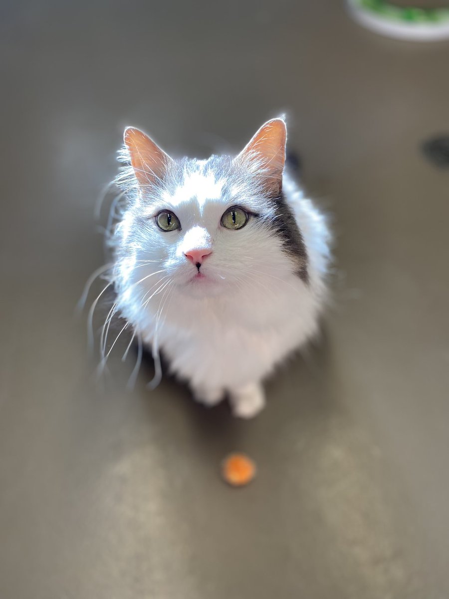 Langley Animal Protection Society tweet media