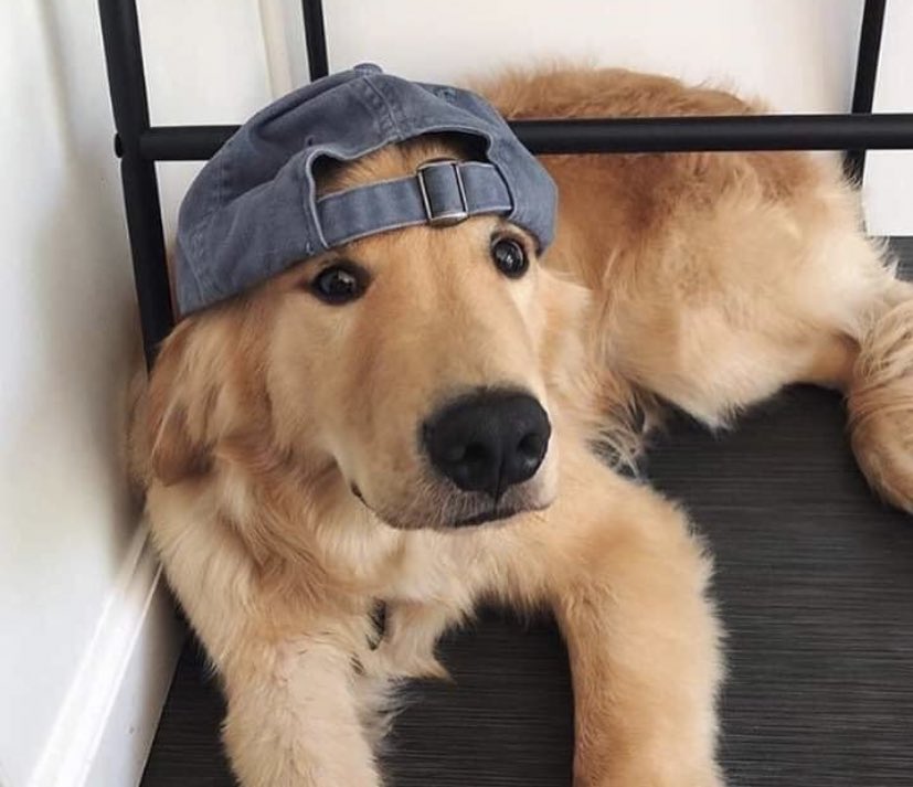 thefinalbimbo's tweet photo. ava if she was a dog 
#savewarriornun https://t.co/DSUVbYc0de