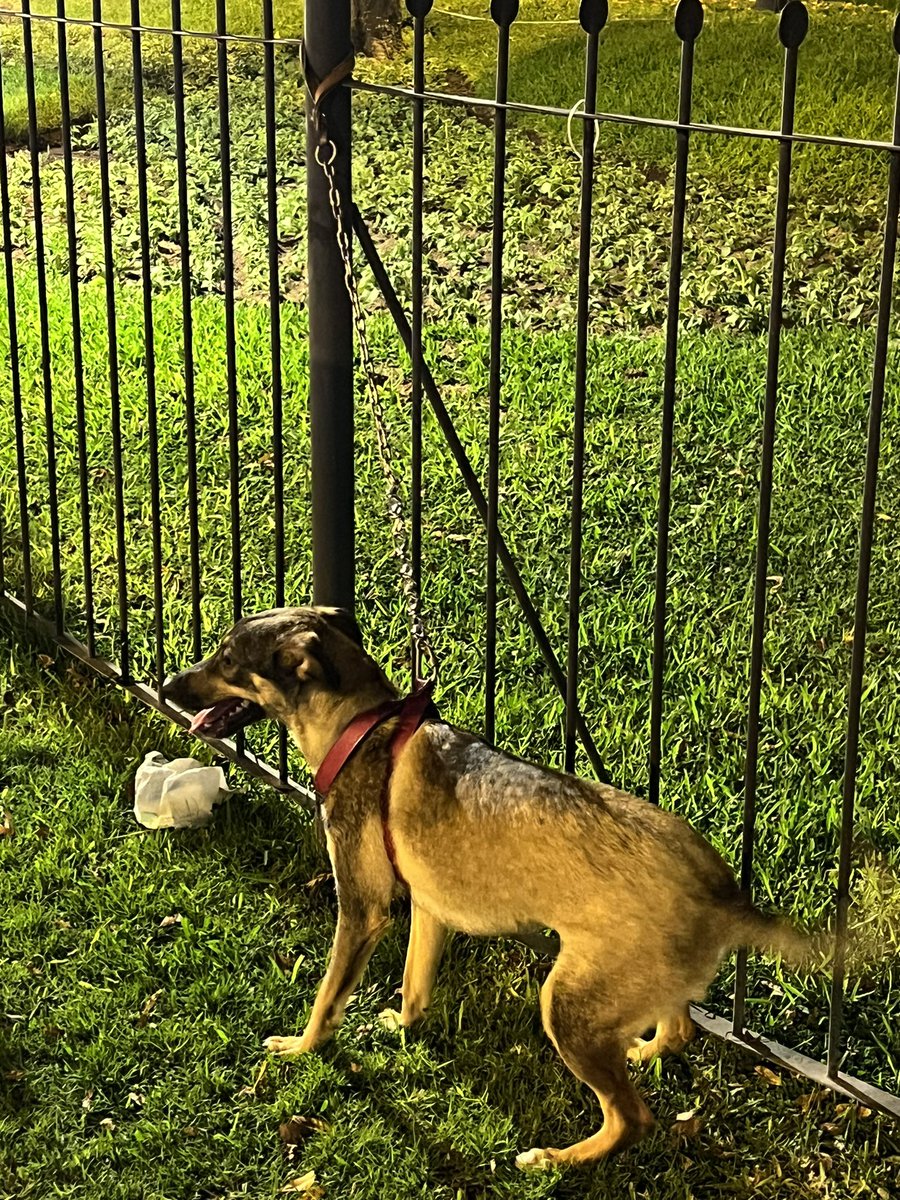 rivan2110's tweet photo. Han dejado a este perrito aparentemente abandonado con todo y su cadena en Kennedy. Si alguien sabe algo puede acercarse maso a la altura de la entrada del estacionamiento por Diagonal y si no lo llevarán a la perrera de la @MuniMiraflores para que puedan adoptarlo https://t.co/Ogn2iQTOCv