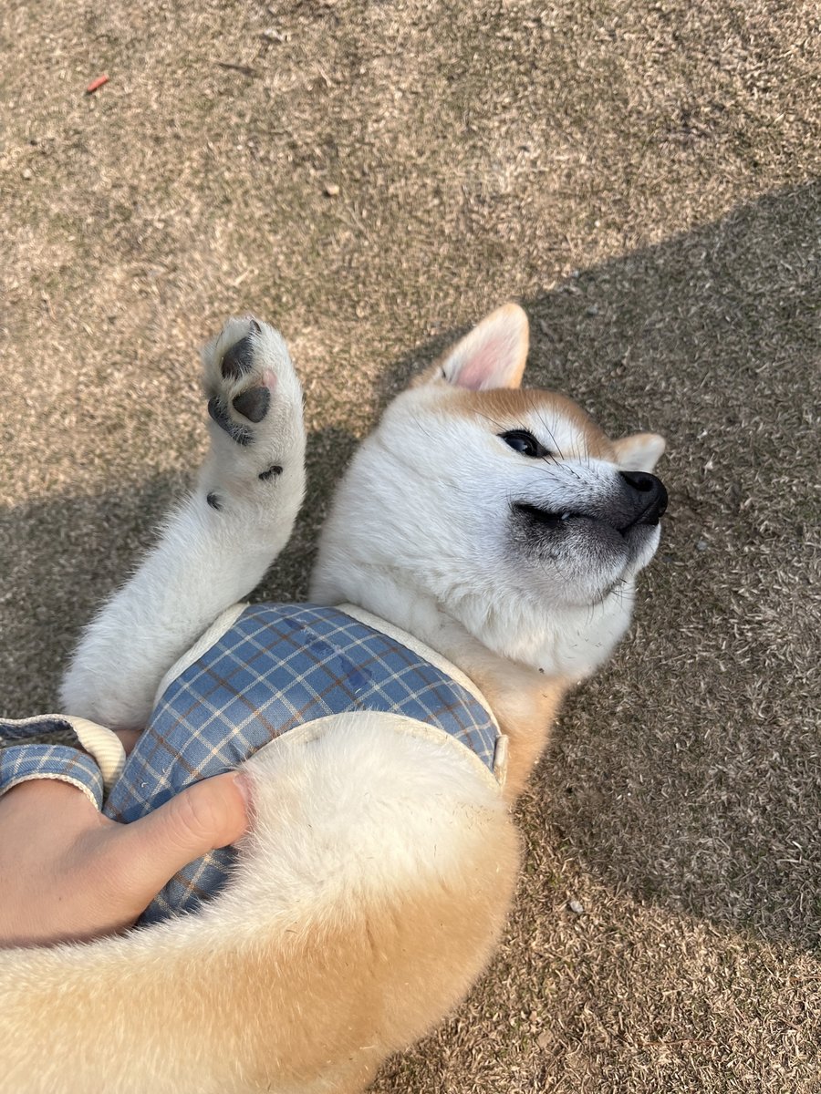 hdUyMC's tweet photo. 怠け者の柴犬ちゃんです https://t.co/cPNHgfQoEc
