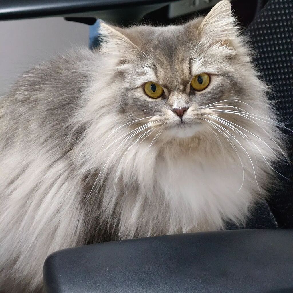 cat_rosmo's tweet photo. イス占拠/ Your chair is a hostage
#rosmo #ロスモ #ねこ #cat #ねこすたぐらむ #catstagram #ねこ好きさんと繋がりたい #椅子 #chair #ノルウェージャンフォレストキャット #norwegianforestcat https://t.co/HpqbCH2O5t https://t.co/ndHt1dTvga