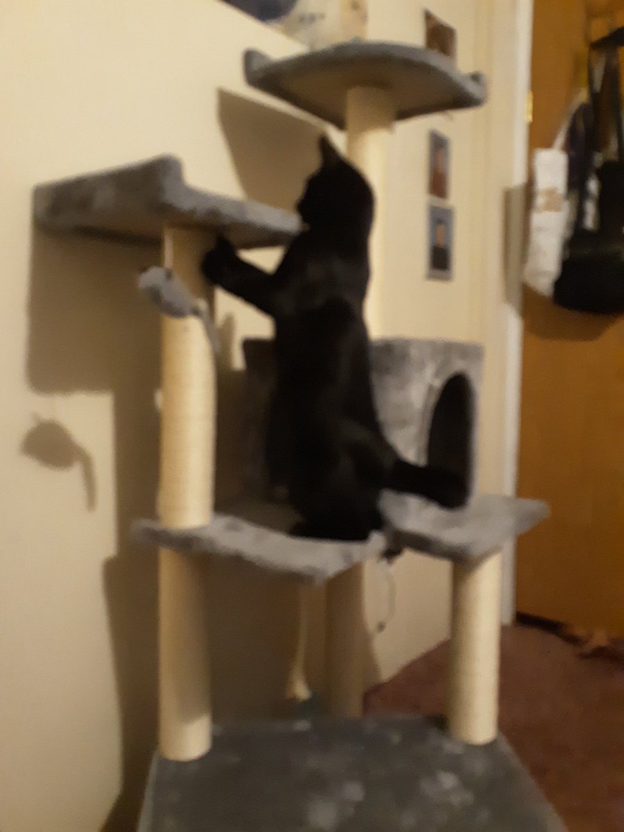 🐈 Ranae 🐈‍⬛ tweet media