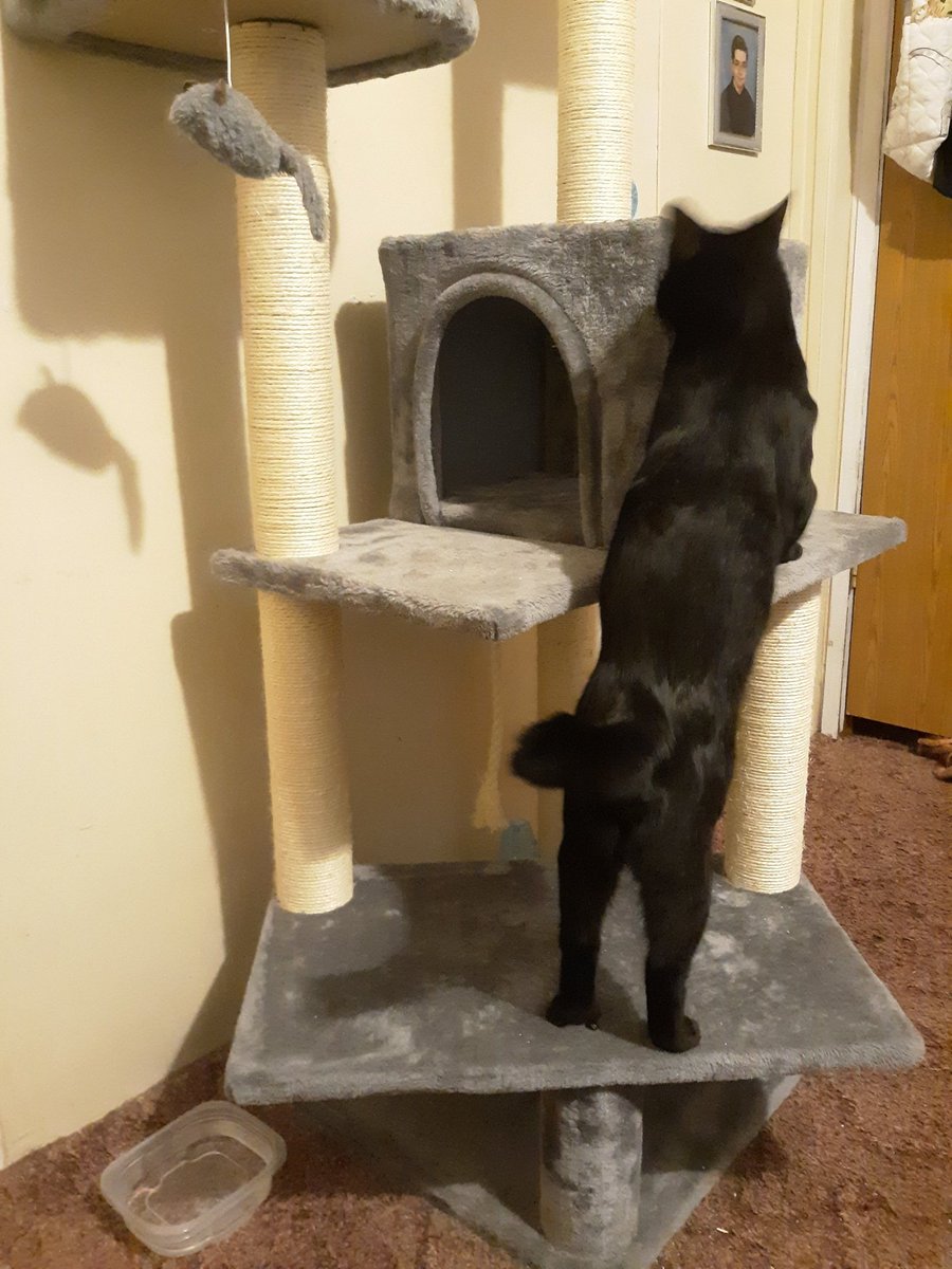 🐈 Ranae 🐈‍⬛ tweet media