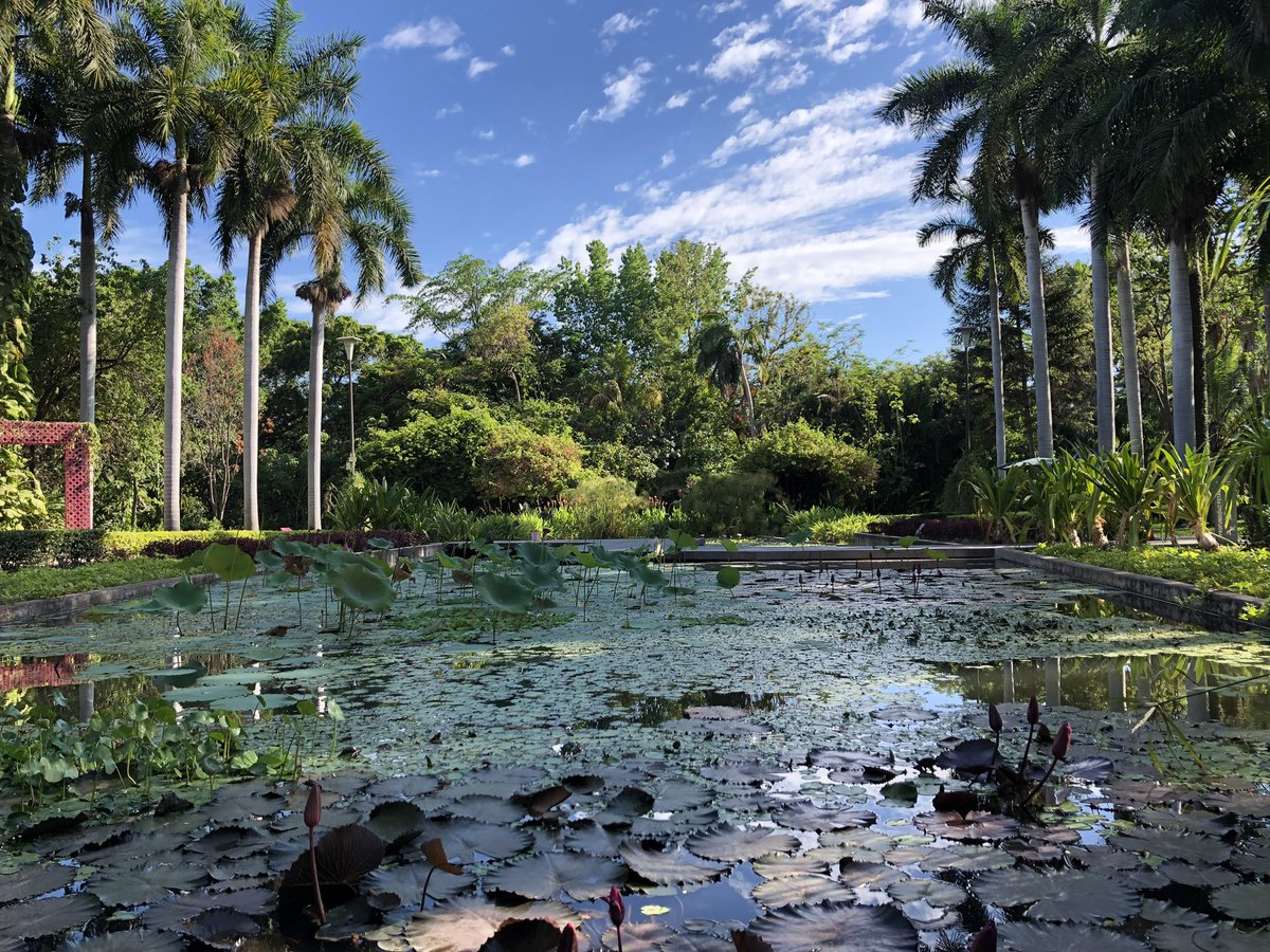 sinaloa_sectur's tweet photo. El Jardín Botánico de Culiacán, es un lugar donde puedes tener contacto con la naturaleza, a demás de disfrutar del Encounter, obra del artista James Tourrel, parte de la serie de Skyspaces que encuentras en diversas partes del mundo.

#EstoEsSinaloa
#VisitSinaloa https://t.co/6hswzKzOUu