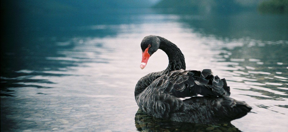 'We over-predict our ability to predict.'

A highly improbable event (a black swan) is: 
- unpredictable, 
- has a massive impact, 
- and after the fact we concoct an explanation that makes it appear less random.

@airwaycam at @TheBigSick 2023 on the emergency airway.