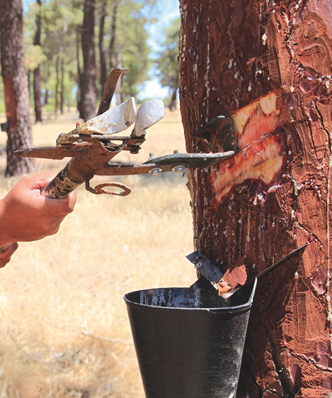 Revista Foresta tweet media