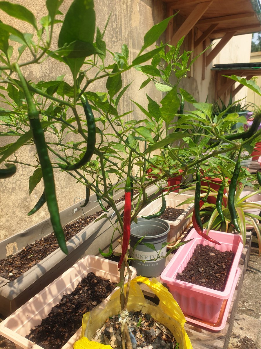 Culture hors-sol du piment de cayenne.

C'est de ça qu'il s'agit. 🙏🏽