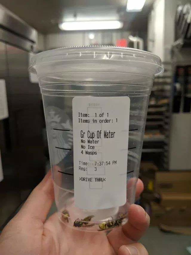 blue_forte's tweet photo. @maeoriarose  Can I have a Grande Cup of Water with no water, no ice, and 4 wasps? :D Please? :))) https://t.co/ORWzwN57bi