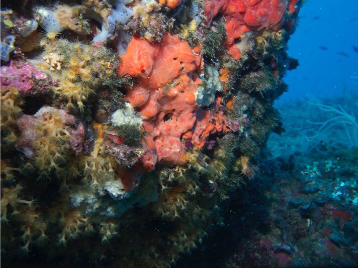 Marine sponges enhance carbon sequestration in benthic habitats. They remove dissolved organic matter (DOM), especially protein-like rich substances. The magnitude of the removal depends on the ambient concentration of DOM. Learn more in our new paper! sciencedirect.com/science/articl…