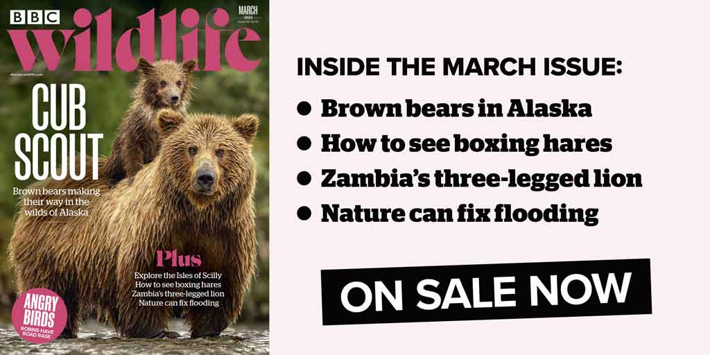 WildlifeMag's tweet photo. Our March issue is now on sale! 

In this issue, you'll find:
🐻 Brown bears in Alaska
🌊 Wildlife on the Isles of Scilly
🦁 Zambia’s three-legged lion
🌼 Wildlife to look out for this spring

Buy the issue and find out how to subscribe: https://t.co/nZasasmIo2 https://t.co/tzUqQSQ8Kf