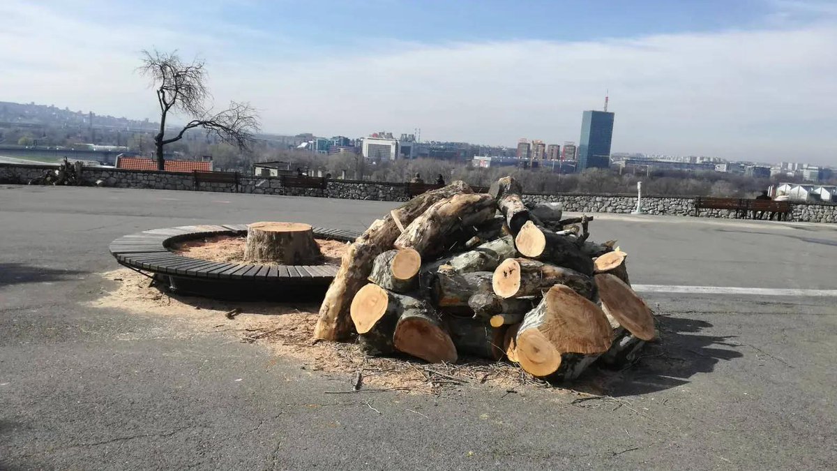 Čučkovićeva, Šapićeva i Vesićeva vlast je posekla 155 stabala, za žičaru koja se NEĆE graditi.

Toliko o čuvanju prirode.