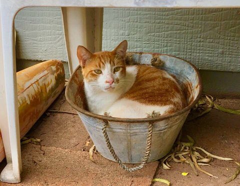Matt_Ironstone's tweet photo. Fergus’ dad here. Fergus has not been seen in two days. We are very worried something has happened to him. We are asking for a #pawcircle to send positive energy. We need your purrs. #Hedgewatch #CatsOfTwitter #FIVCatsClub https://t.co/4XLJRiJG1p