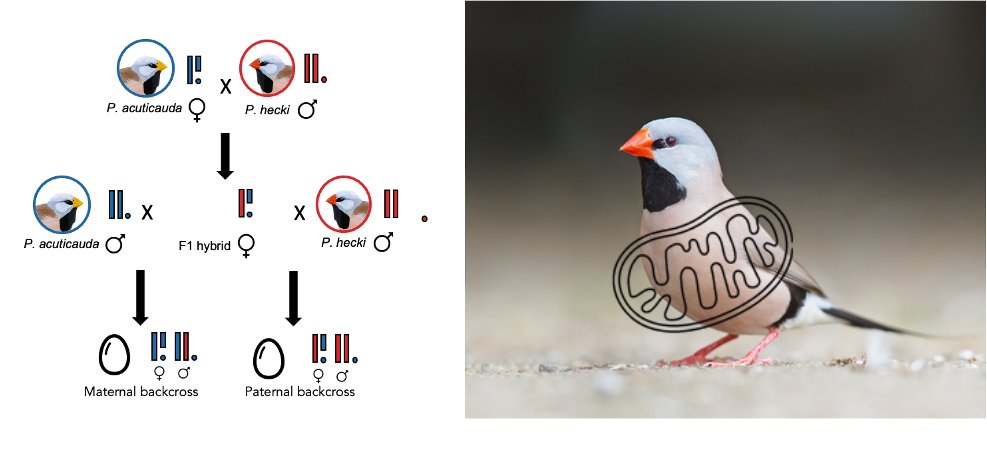 🚨PhD opportunity🐦 in 🇦🇺 (DL=03/03)

Mitonuclear incompatibility and speciation in Poephila finches

Supervised by @SimonGriffith4 @Macquarie_Uni , involving collaboration with @DanielM_Hooper and myself @IPHC_Strasbourg @INEE_CNRS @INSB_CNRS 

#evolutionaryecology #mitochondria