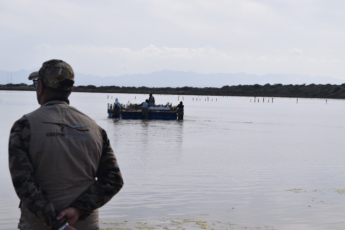 Celebration of the World Wetlands Day at Marchica (Nador) and installation of a floating raft for birds.

grepom.org/world-wetlands…   

#WWD #JMZH #Marchica #ANEF #GEF
