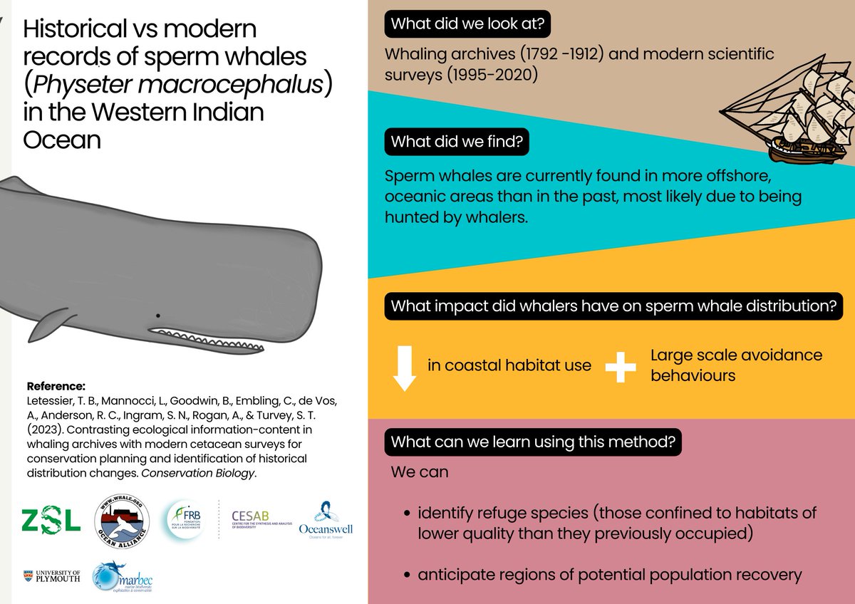 Tom Bech Letessier (@tomletessier1) on Twitter photo 🐳 New Paper 🐳! (and the most fitting emoji)
Our latest publication in <a href="/ConBiology/">Conservation Biology</a> dwells into old whaling logs in the Western Indian Ocean to discover where sperm whales used to live, and how this may have changed with time. Read on to see what we found.... 🐳 New Paper 🐳! (and the most fitting emoji)
Our latest publication in <a href="/ConBiology/">Conservation Biology</a> dwells into old whaling logs in the Western Indian Ocean to discover where sperm whales used to live, and how this may have changed with time. Read on to see what we found....