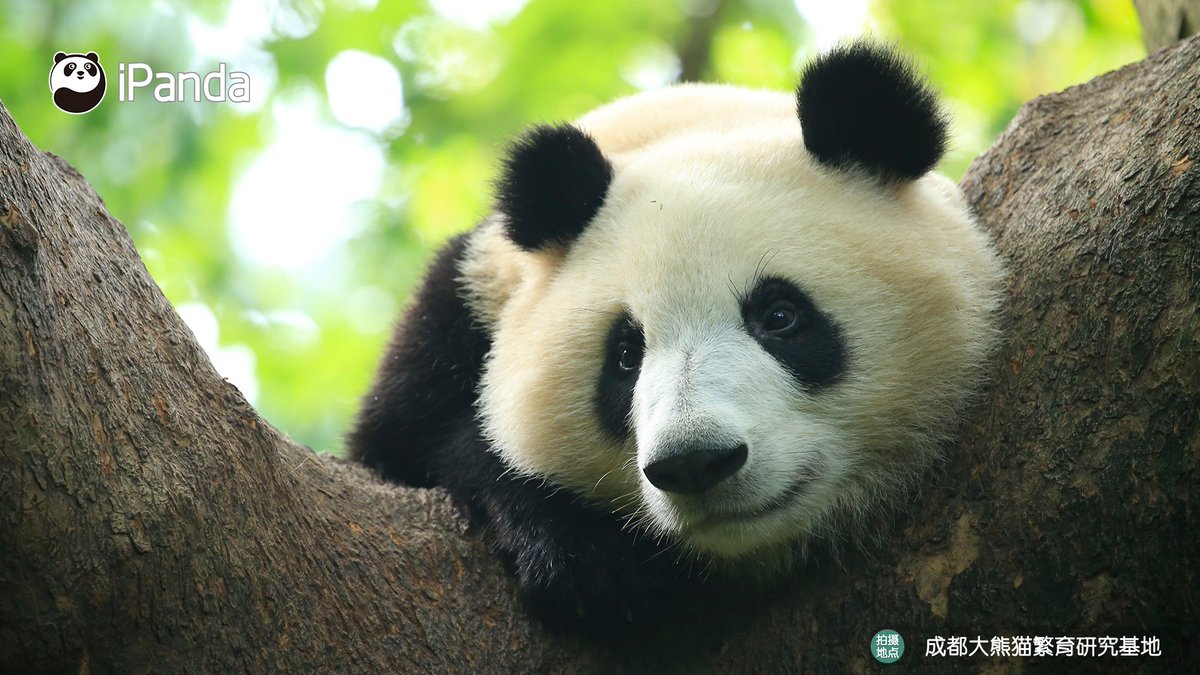 iPanda tweet media