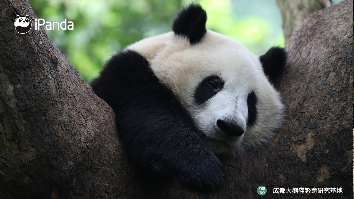 iPanda tweet media