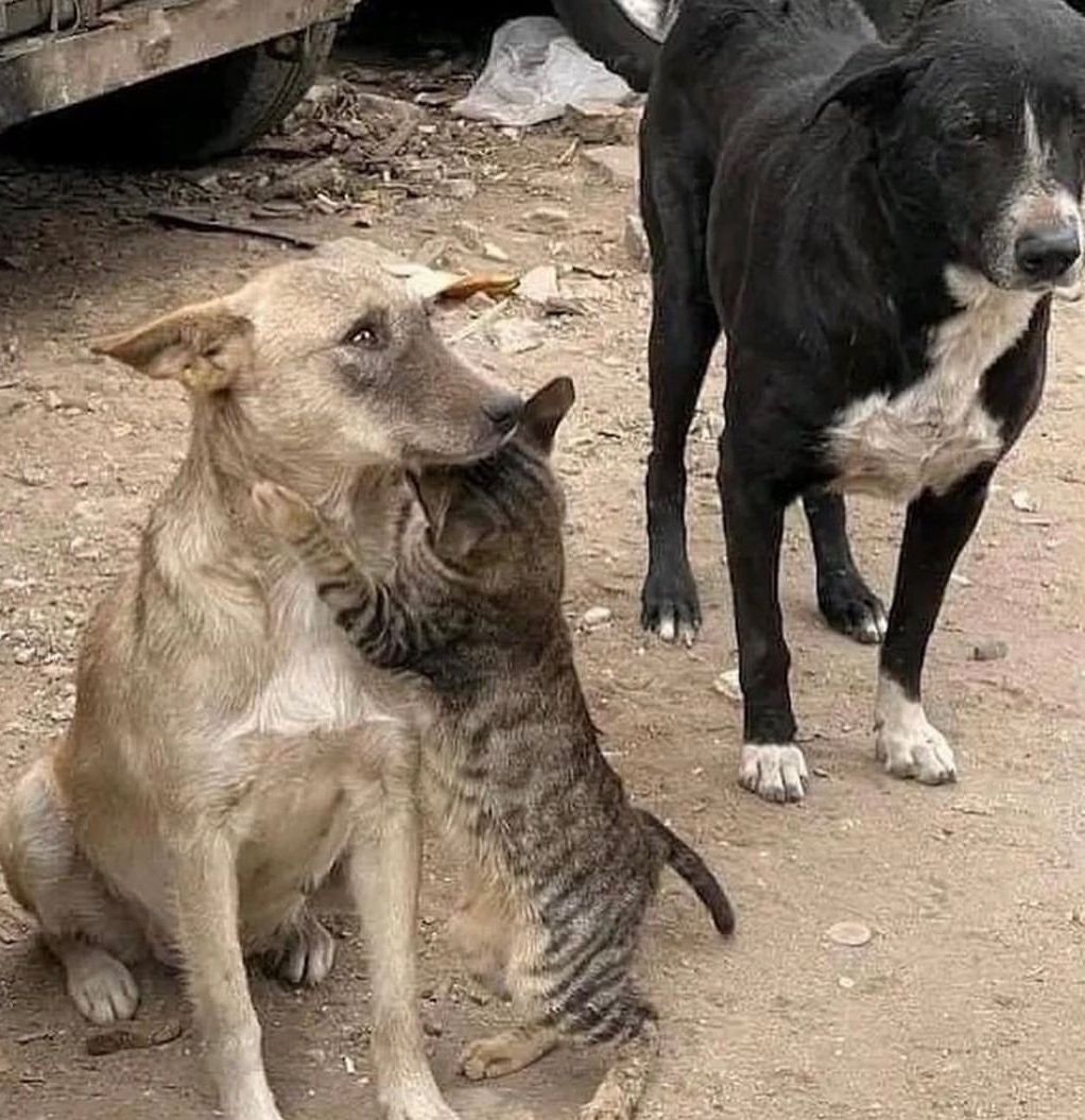 Enkazdan kurtarıldıktan sonra birbirine sarılan kedi ve köpek…