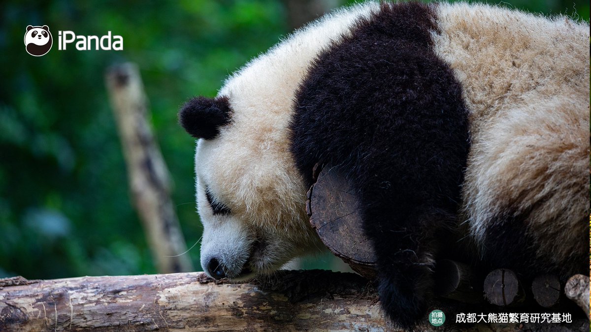 The little tree branch knows all the sweet dreams that pandas have, but it keeps them as secrets.
小樹杈承載著小熊友每一個香甜的夢~

#PandaPic

For more panda information, please check out: en.ipanda.com