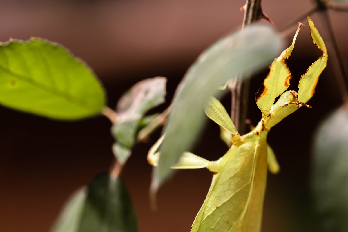 ParcoNaturaViva's tweet photo. Chi è #insetto e chi è #foglia? 🌿
Incredibile il modo in cui l'#evoluzione ha selezionato questo #invertebrato 🤩 #savebiodiversity #leafbug https://t.co/88ihD4MxNx