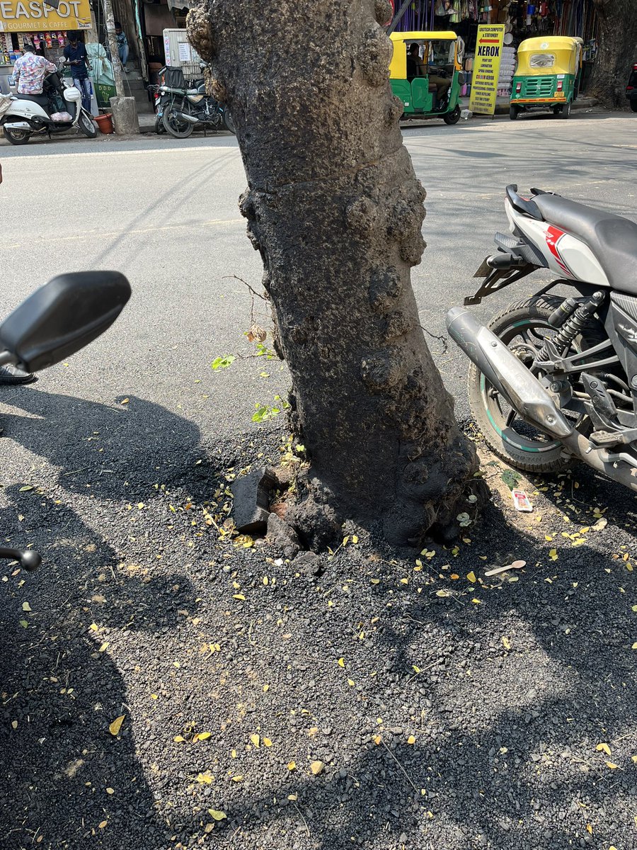 MohanDasari_'s tweet image. ಸಿವಿ ರಾಮನ್ ನಗರ ಕ್ಷೇತ್ರದ ಬಿಜೆಪಿ ಶಾಸಕ ಎಸ್ ರಘುರವರಿಗೆ ಜೀವವಿರುವ ಮರಗಳಿಗೂ ಮತ್ತು ಜೀವವಿರುವ ಮನುಷ್ಯರಿಗೂ ಜಾಸ್ತಿ ವ್ಯತ್ಯಾಸ ಕಾಣುವುದಿಲ್ಲ. ಇದು ಅವರ ಅಭಿವೃಧ್ದಿ ಮಂತ್ರ.  #CVRamanNagaraForChange #MohanDasari