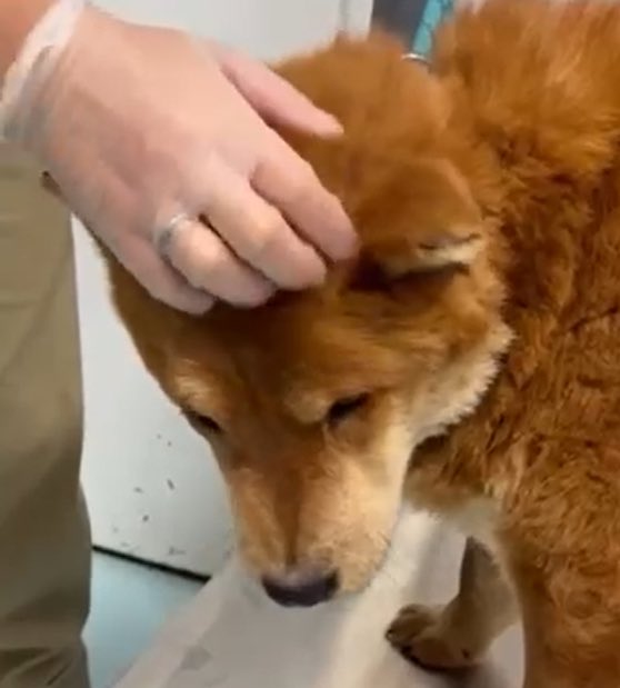 TomJumboGrumbo's tweet photo. EVERY DOG HAS ITS DAY: First Gemma's human moved, abandoning her and two other dogs. Then she sustained a tail wound so bad she was bleeding to death. A GivingGrid fundraiser has begun; please donate to, and RT Gemma! https://t.co/vjTZdN4pNw https://t.co/OMsgYXvVfw