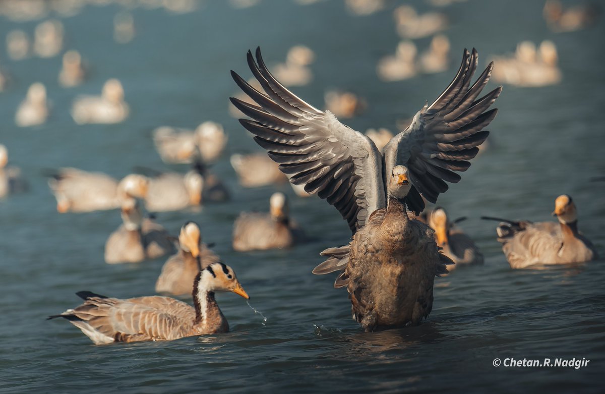 Wings 
#DelightfulDisplays #IndiAves #BirdsSeenIn2023 #birds #birdphotography #ThePhotoHour #BBCWildlifePOTD #natgeoindia #ThePhotoHour
#lightroom #NaturePhotography #birdsofindia #chesano