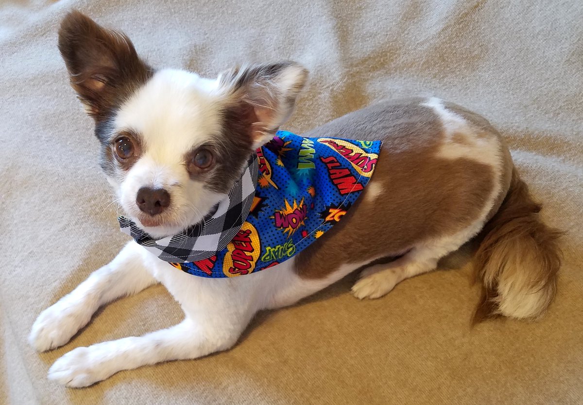 <a href="/sadgirlbx/">Cole da Mole on Pawtrol 🐾</a> #KindnessGiveaway PAWNOUNCEMENT!
Dis Supa Hero Bandana Giveaway will be EXTENDED until Thursday 2/9 at Midnight PST, since da Twittee waz broked for most of today! 
Get yoos Entries in! And Retweet Please! 🦸
😁♥️🐶
#DogsofTwittter #dogsoftwitter #CatsOfTwitter #dogsarefamily