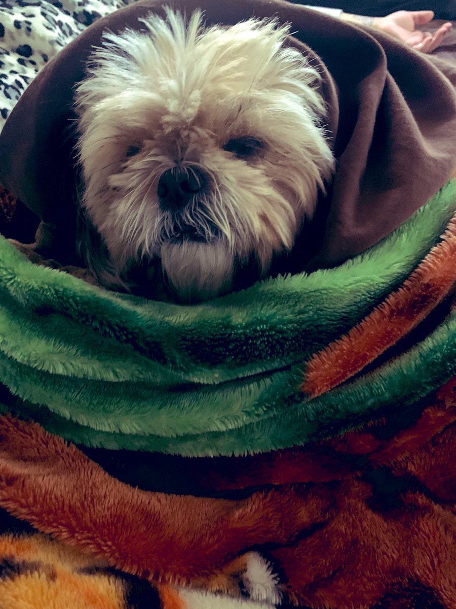 Ralfmunky's tweet photo. #WestminsterDogShow #BestAtHomeContest #ShihTzu #Wookey https://t.co/ukDP8CwYdL