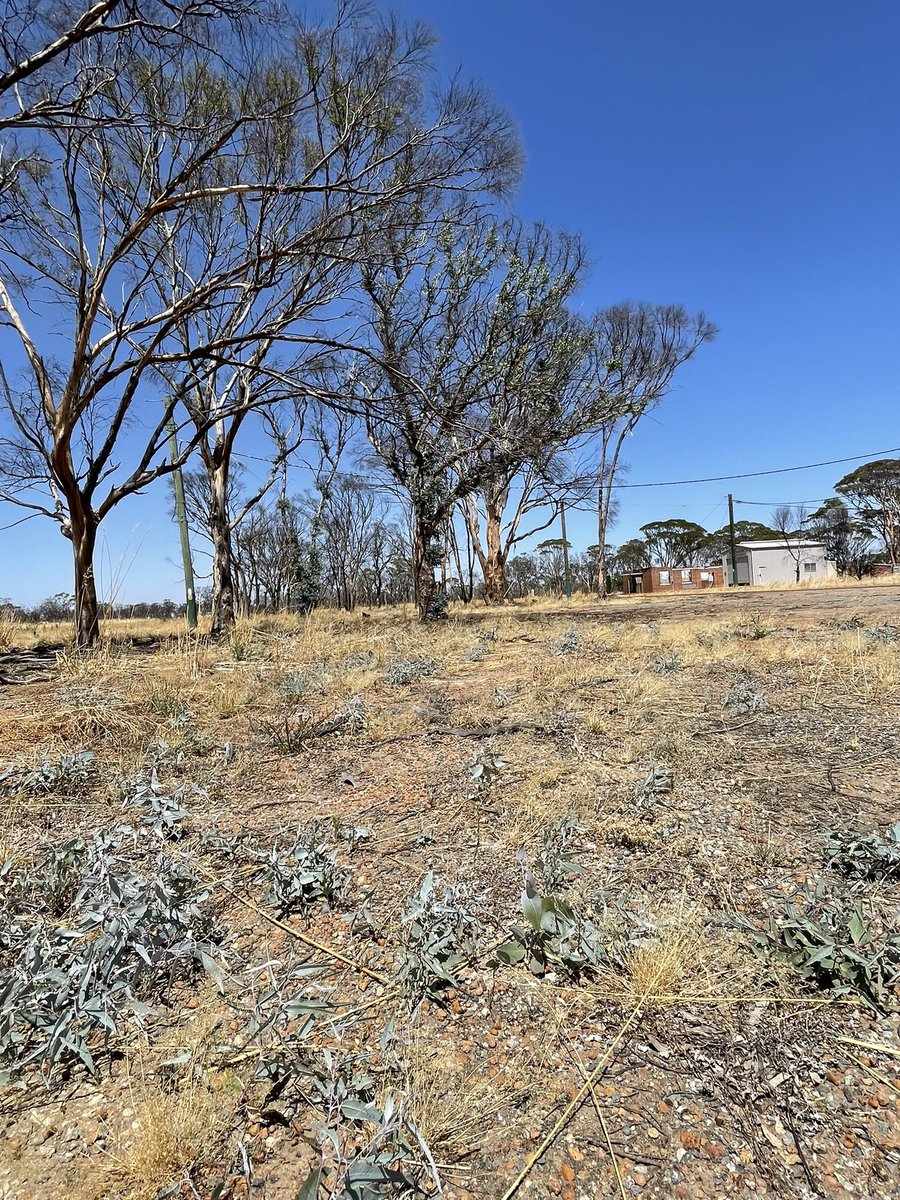 One year on this week from the Corrigin, Wickepin, and Bridgetown fires. Some encouraging recovery.
Salmon and white gum trees and seedlings.
#corriginfires #bilbarintownsite #landscaperecovery