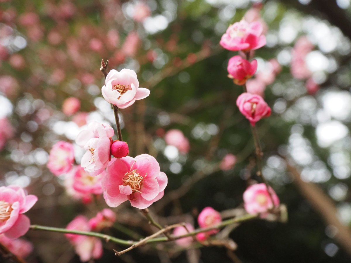 濃淡のピンクと可愛らしいこんもりとしたお花が雛祭りを思わせる鴛鴦  