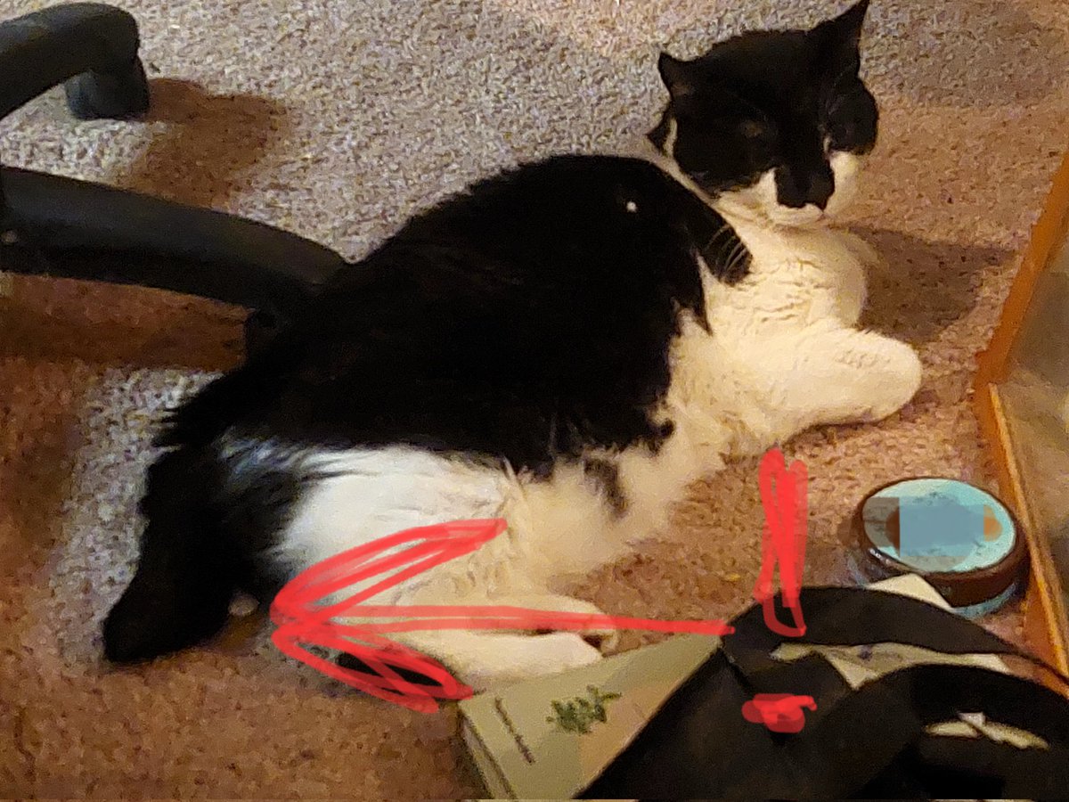 LA Chategris on Twitter "RT sm9eb This is a comforting Guest Cat