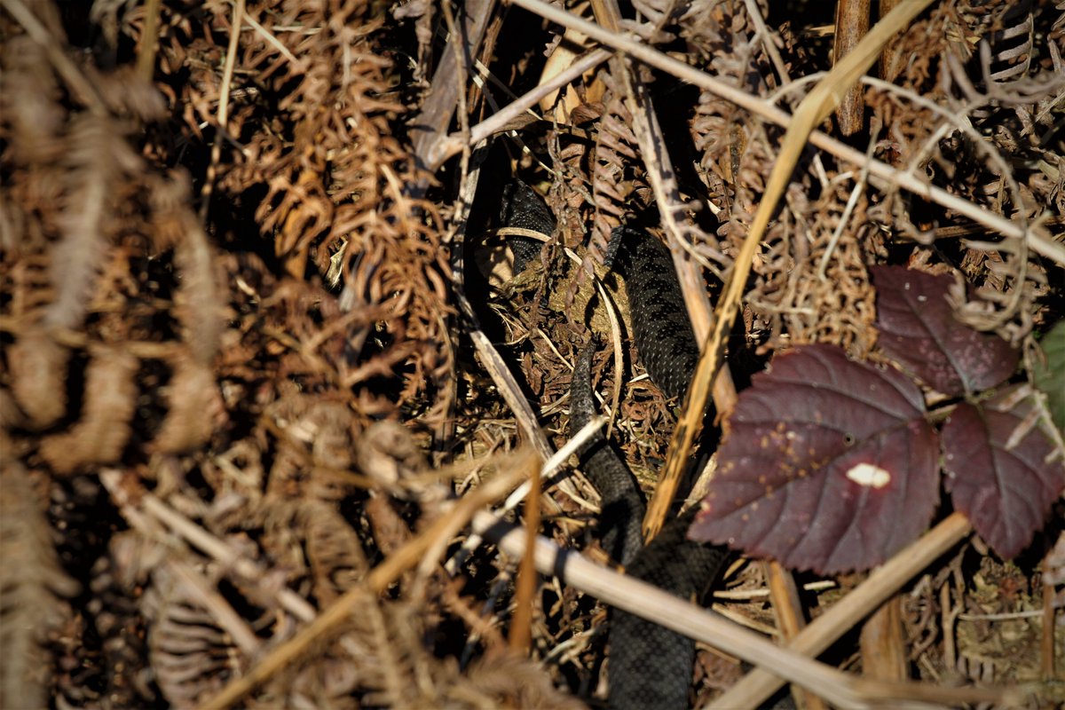 My first #Sussex reptiles of the year yesterday.
Adder & Common Lizard both seen & recorded.
Very hard ground frost in the morning but sunny & warm by midday.
#Spring is in the air.
#AshdownForest