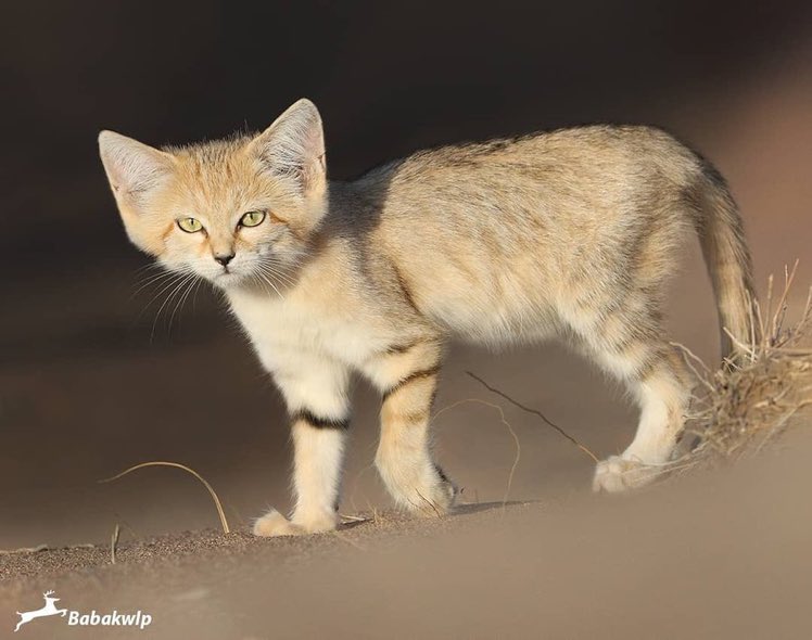 IranianPlateau's tweet photo. گربه‌ی شنی، خراسان

عکس از سید بابک موسوی https://t.co/XwfguEXLgj