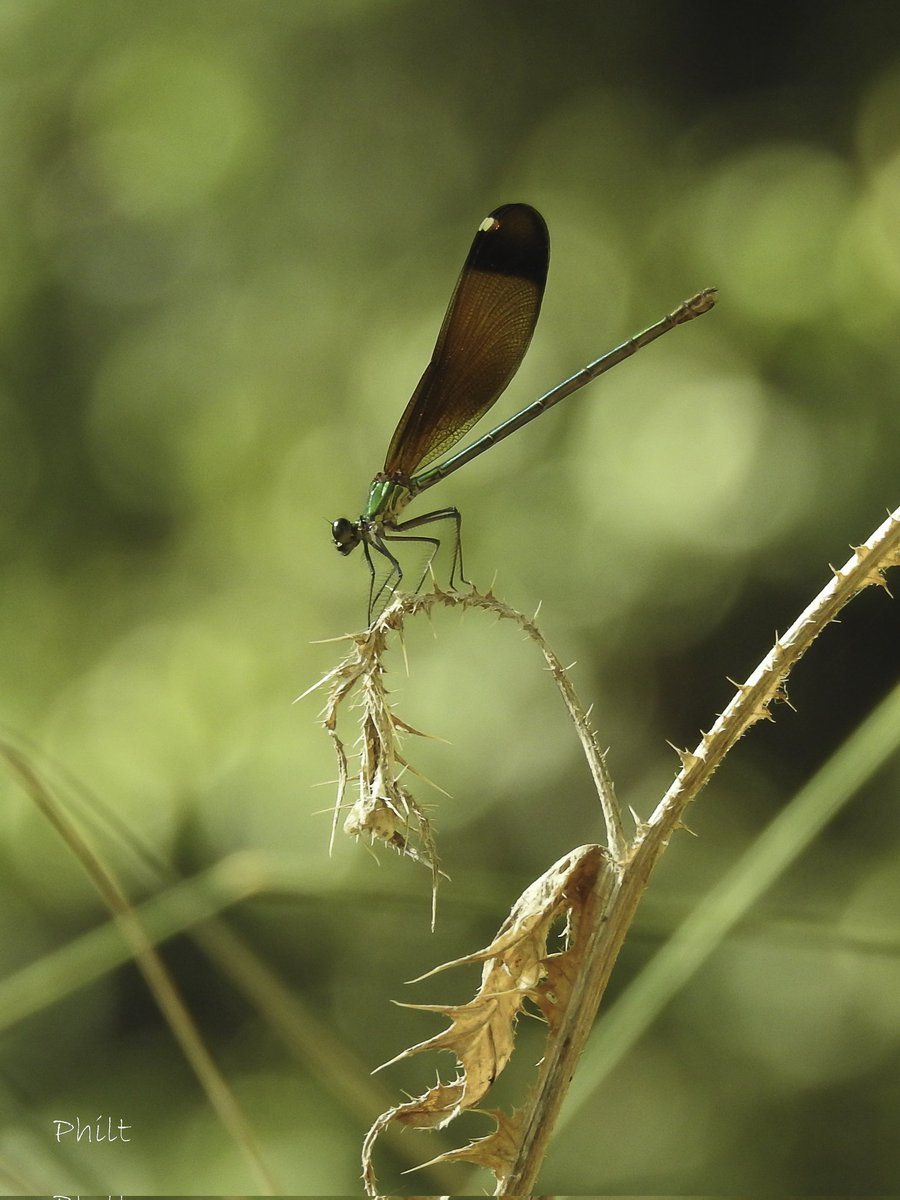 Caloptéryx hemorroïdal ♀️
(Calopteryx haemorrhoidalis)
#dragonfly #libellule #nikonfr #nikonp900