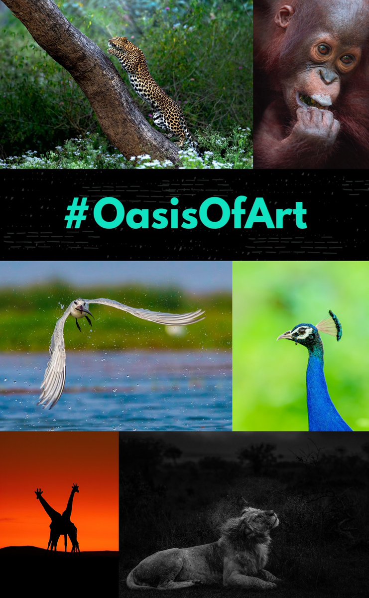 #OasisOfArt

The "Two Fighters" will be available on <a href="/niftygateway/">Nifty Gateway Studio</a> for next 11 hours 

30$ (CC accepted)

So far only 1 edition minted.

niftygateway.com/itemdetail/pri…
