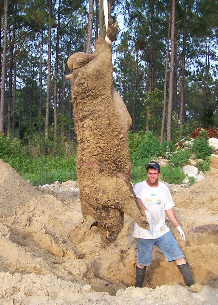 GAFollowers's tweet photo. On this day back in 2004, the biggest wild hog ever discovered was killed in Alapaha, Georgia. Weighing in at anywhere from 800-1,000 pounds* and measuring anywhere from 7.5-12 feet in length*, the creature was nicknamed "Hogzilla." https://t.co/UzIjMCFgk7