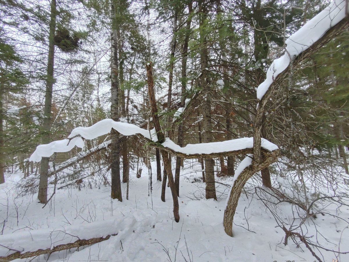 Bomber_blue22's tweet photo. Mild weather brought out the #snowsnakes

#snowart
#eastbeaches
#beachesof59

@weathernetwork 
@ColleenCTV https://t.co/Ec0xEqhi8Z