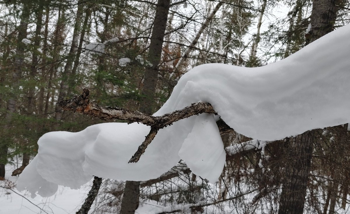 Bomber_blue22's tweet photo. Mild weather brought out the #snowsnakes

#snowart
#eastbeaches
#beachesof59

@weathernetwork 
@ColleenCTV https://t.co/Ec0xEqhi8Z