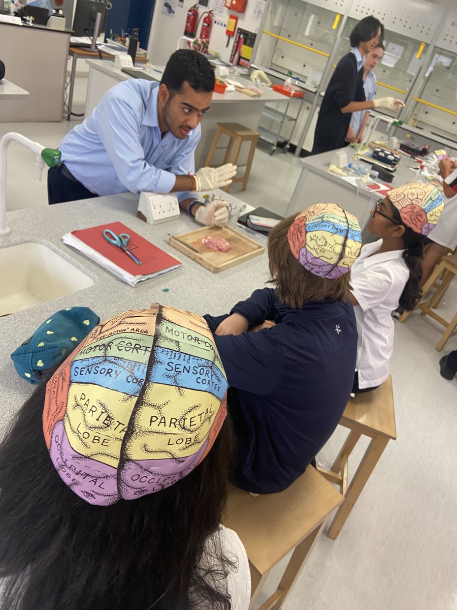 DubaiCollege's tweet photo. Science Week: Year 12 Psychology teach Year 8 students about the structure and function of the brain @ScienceWeek @DColLearning https://t.co/kABtuKzc66