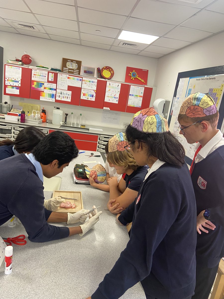 DubaiCollege's tweet photo. Science Week: Year 12 Psychology teach Year 8 students about the structure and function of the brain @ScienceWeek @DColLearning https://t.co/kABtuKzc66