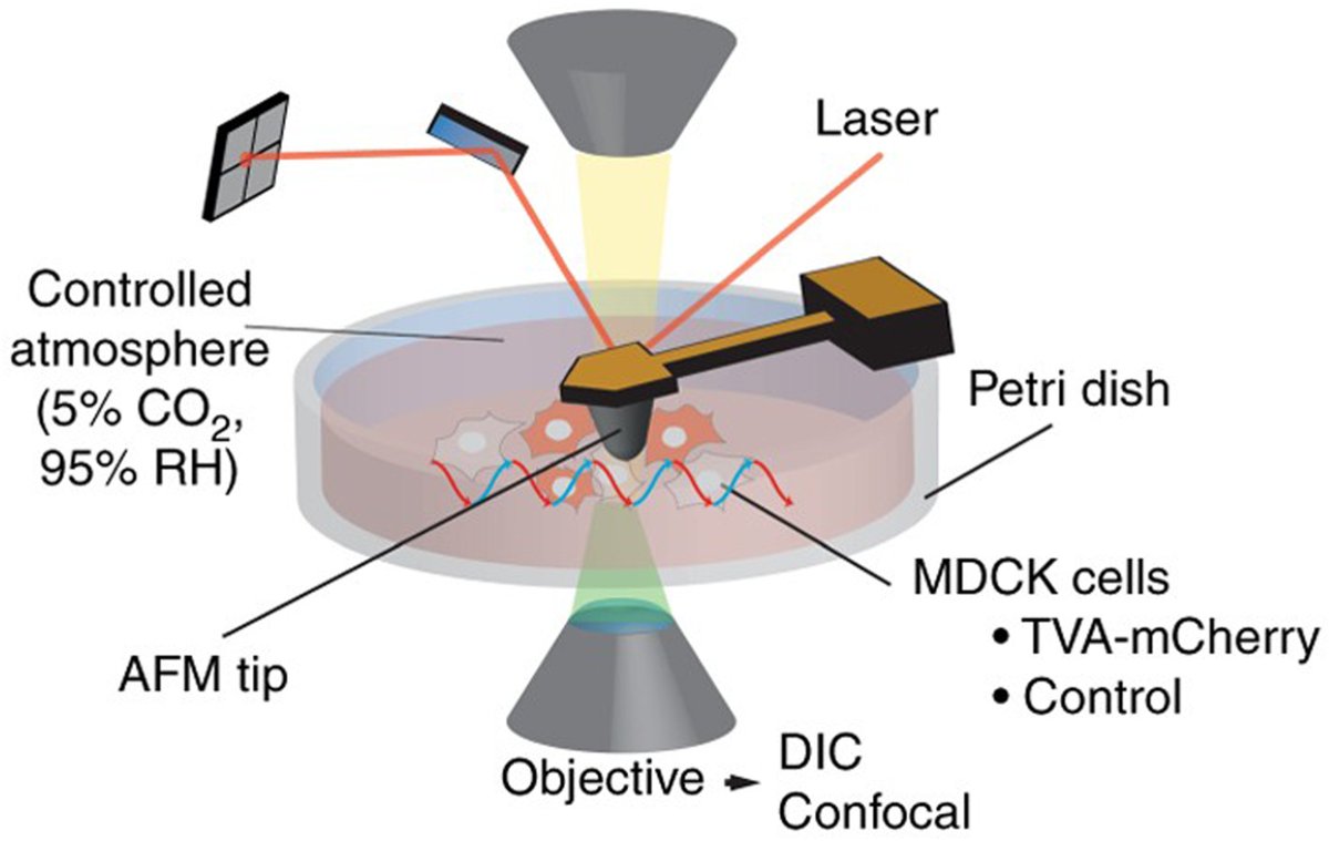 Sensors_MDPI's tweet photo. #highlycitedpaper
Review: Cantilever-Based Sensors for High Speed Atomic Force Microscopy
https://t.co/7hNBuuMgIL
#microcantilever #atomicforcemicroscope #ultrashortcantilevers #highspeedatomicforcemicroscope #biosensors https://t.co/CaSz9T5KwC