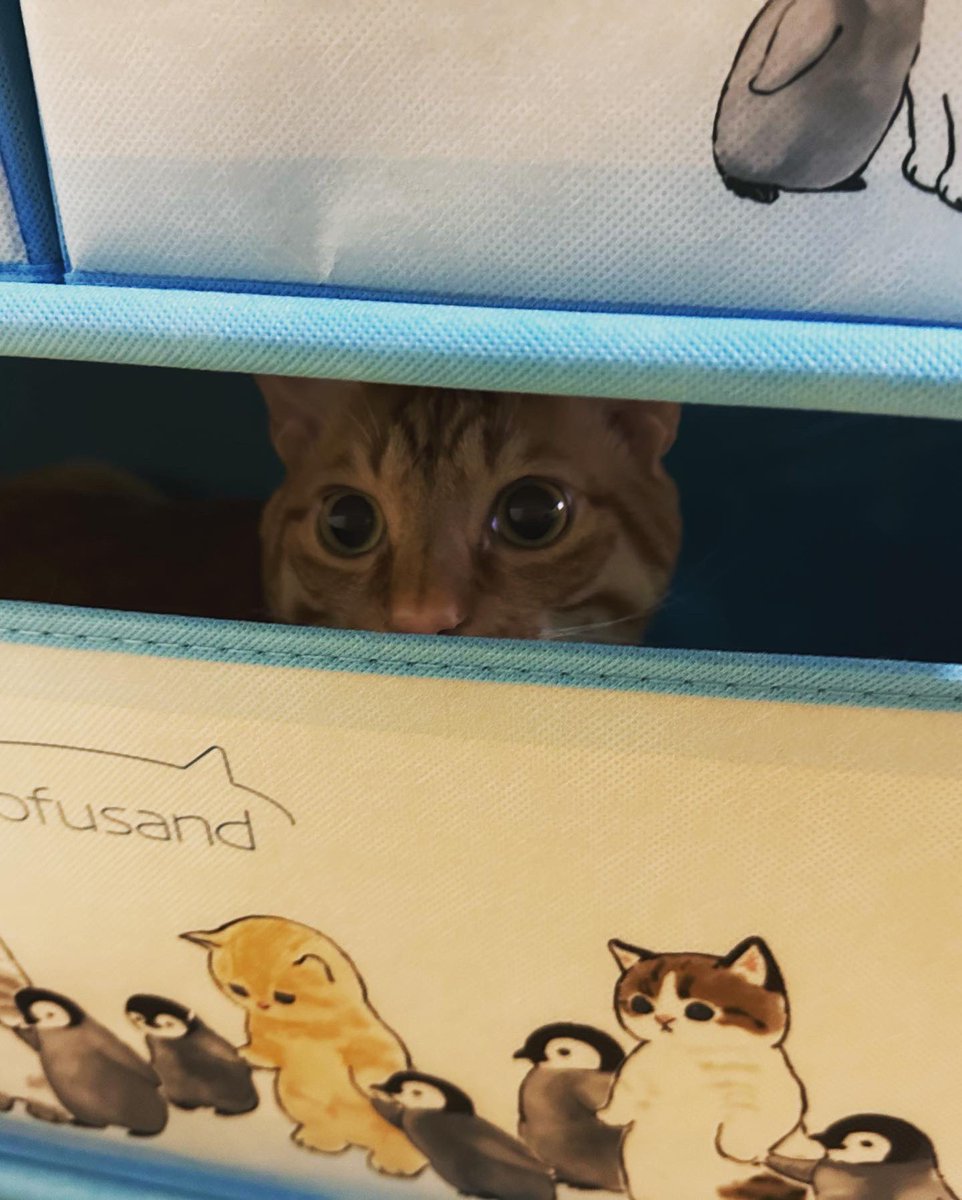 eiToneco's tweet photo. mofusandの収納ゲット🐈

#猫 #ねこ #mofusand #猫のいる暮らし #cat https://t.co/vSZ9ILLl90