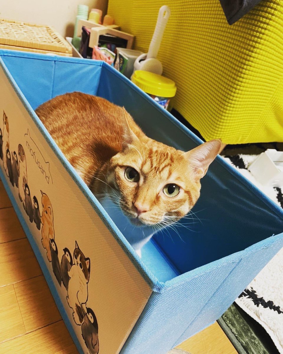 eiToneco's tweet photo. mofusandの収納ゲット🐈

#猫 #ねこ #mofusand #猫のいる暮らし #cat https://t.co/vSZ9ILLl90