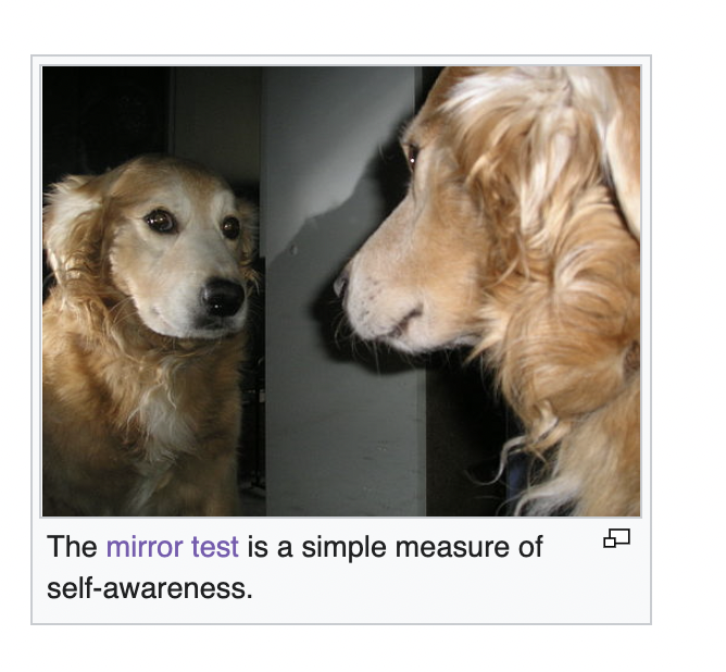 depthsofwiki's tweet image. obsessed with the dog on the "self awareness" wikipedia