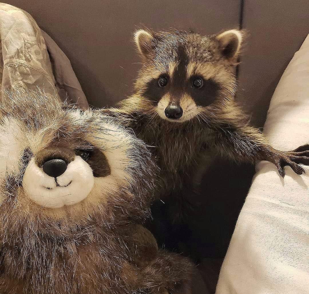 raccoonhourly's tweet photo. https://t.co/FfyreeXKb3