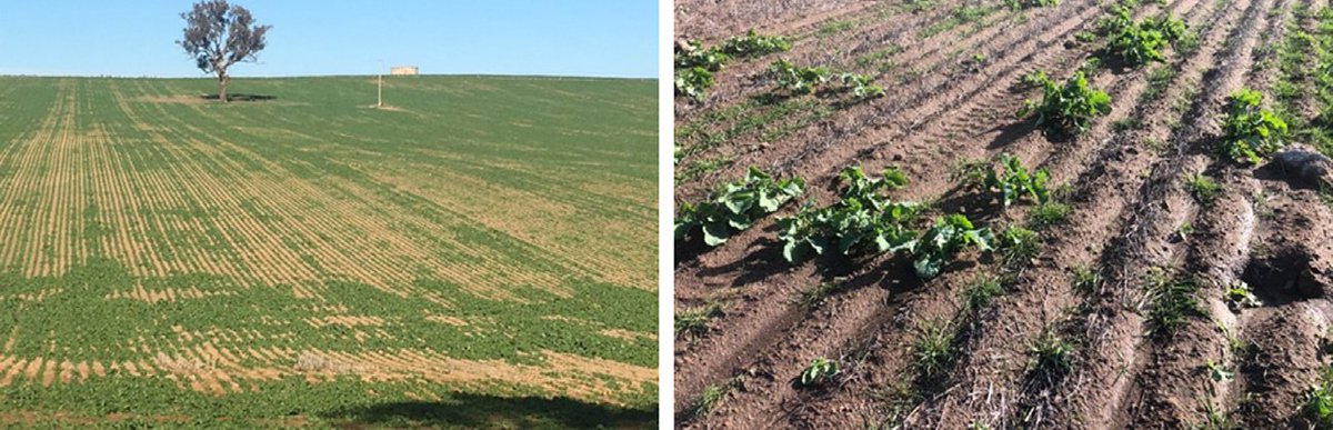 We need input from Australian farmers and consultants in a short online survey of canola establishment rates and research priorities to improve canola establishment. Results will be used to guide research in new GRDC-supported project. Survey link: surveymonkey.com/r/N7QZCXG