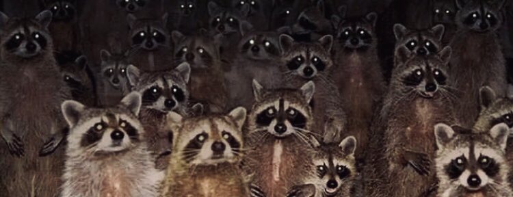 Offene Linke HU tweet media